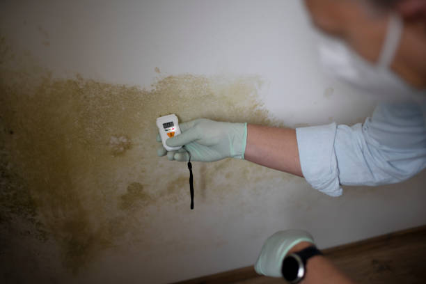 Professional Mold Inspection, Removal & Remediation in Homestead, PA